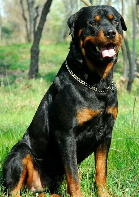 Bronzedog dog muzzle pitbull metal mask amstaff wire basket pit bull adjustable leather straps for large dogs. 55+ Rottweiler Dog Puppy Price In Sri Lanka - l2sanpiero