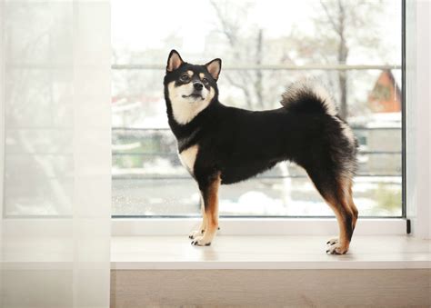Alle verfügbaren wohnungen sind mit markiert. Ist ein Shiba Inu für eine Wohnung geeignet? - Tierpal