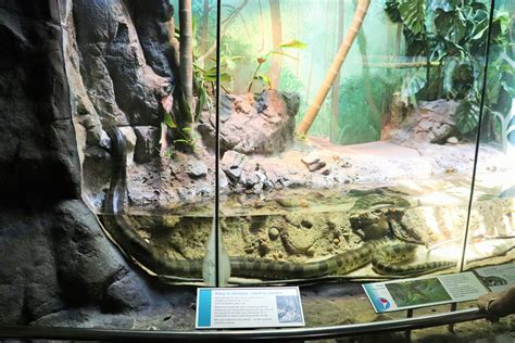 Green Anaconda Enclosure Zoochat