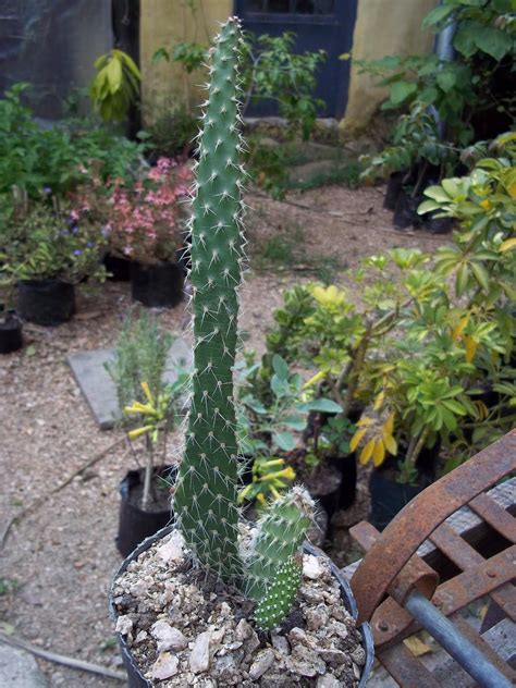 ¿no sabes el nombre de la especie de tu suculenta o cactus? 100_0916.jpg 1,200×1,600 pixels | Nombres de cactus ...