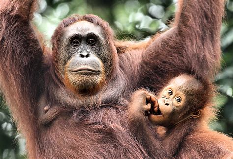 Mother And Baby Orangutan Borneo 2 Photograph By Carole Anne Fooks