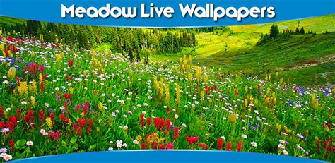 Meadow Live Wallpapers Latest Version For Android Download Apk