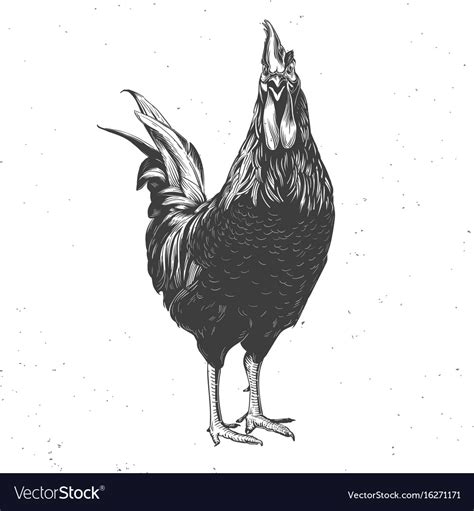 Rooster Black And White Royalty Free Vector Image
