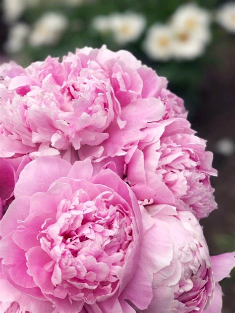Tips For Growing Peonies In Your Garden Zoë With Love Growing