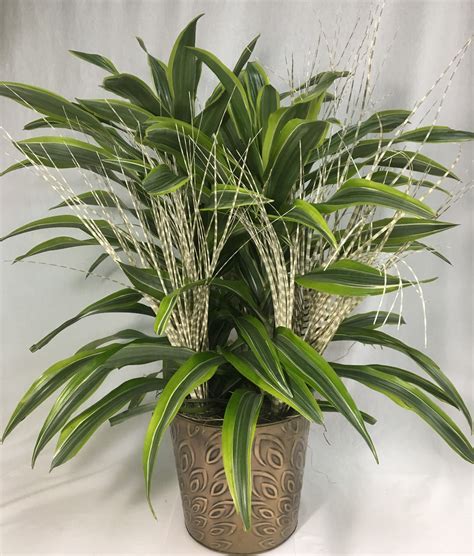 8 Dracaena Corn Plant Dressed With Artificial Zebra Grass In A Bronze