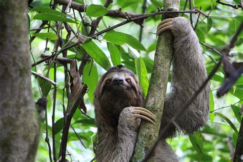 Happy International Sloth Day Jr Pomerantz