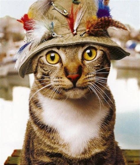 Cats In Hats Amazing Adorable Pictures Of Cats Wearing Hats Cats