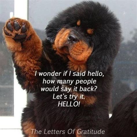 Tagged Hello Memes Newfoundland Puppies Cute Animals