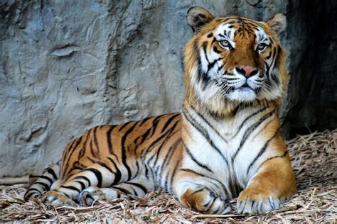 Indochinese Tiger Facts Habitat Behavior Diet Population