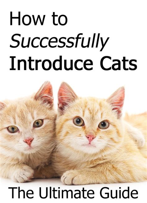 How To Successfully Introduce Cats The Ultimate Guide Thecatsite