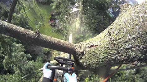 What you need to know about tree removal costs, how to get quotes, and the price you should expect to pay for a tree surgeon. Large Fir tree removal using a speedline - YouTube