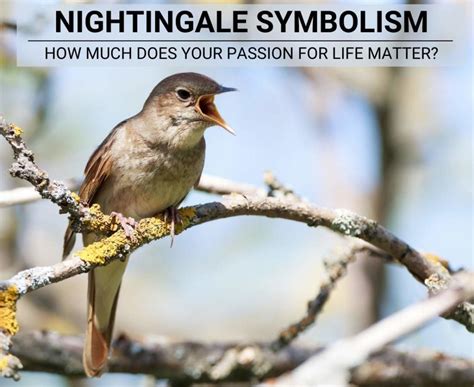 Nightingale Symbolism Spiritual Meaning Of Hope And Transformation