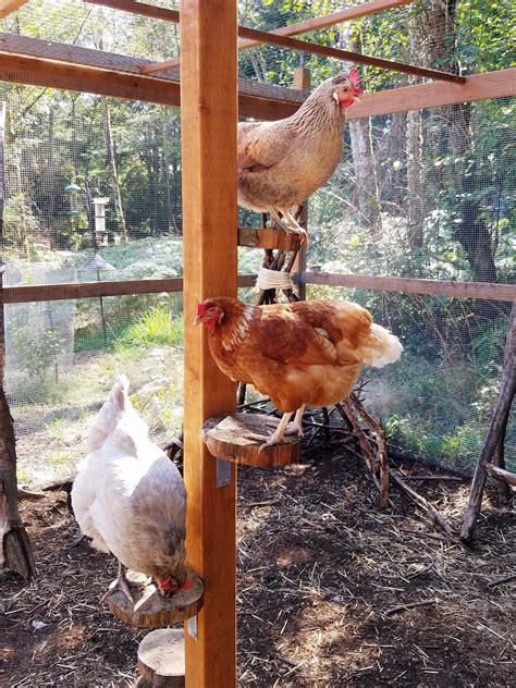 Raising Backyard Chickens Raising Backyard Chickens Benefits Of