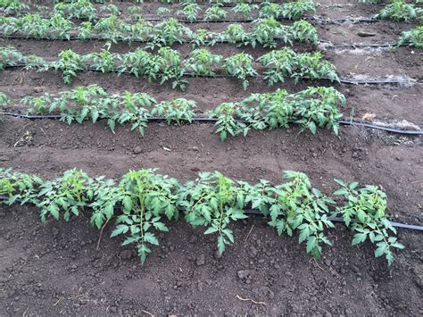 Tomato Soil Requirements