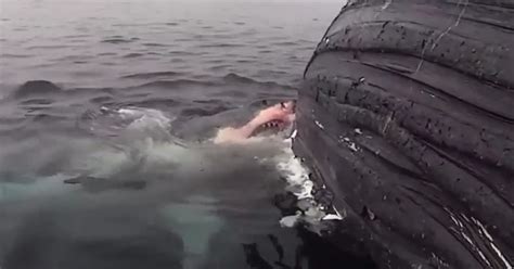 Vor Küste San Diegos Toter Wal Wird Für Hai Zu All You Can Eat Buffet Kroneat