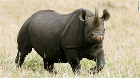 Winner Of Rhino Hunting Auction My 350000 Will Help Save Species