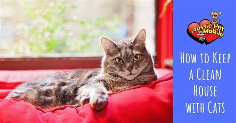 That's why we never use cages, kennel. How to Keep a Clean House with Cats - Aussie Pet Mobile ...