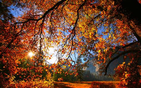 autumn fall season nature landscape leaf leaves color seasons tree forest wallpaper 1920x1200