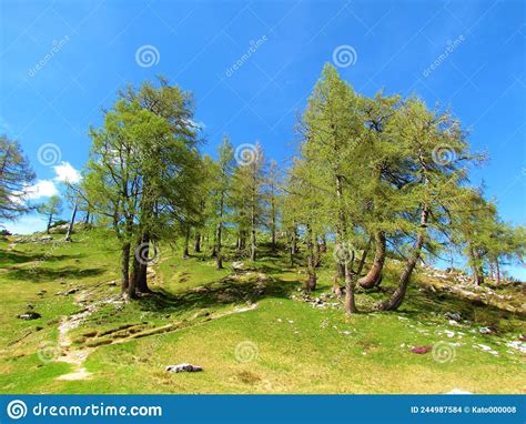 Group Of Larch Trees At Sleme In Julian Alps Slovenia Stock Photo