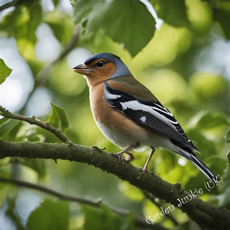 British Garden Birds Identification A Beginner S Guide Garden Junkie