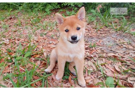 Mini Mame Male Shiba Inu Puppy For Sale Near Orlando Florida