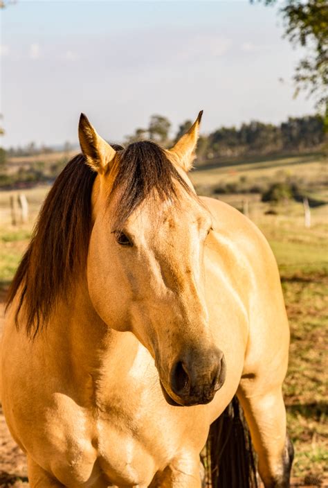 Silver Buckskin Quarter Horse