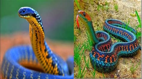 New 8 Rarest Snakes In The World Found In 2020 Strange Facts