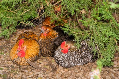 Erstmals seit ausbruch der krankheit in deutschland ist die vogelgrippe mit dem erreger des subtyps h5n8 in einer geschlossenen tierhaltung mit 30.000 hühnern nachgewiesen worden. Zwerghuehner - die Alternative fuer den Privatmann