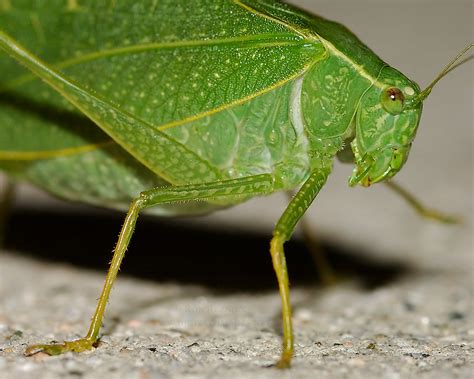 Katydids Cicadas Spiders Mantis Ladybugs And Other Insects