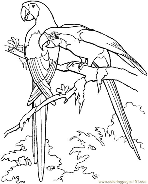 Parrot Coloring Pages Coloring Home