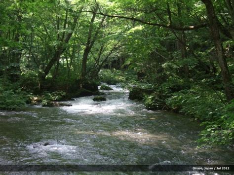 Calm Stream Through The Forest Of Buna Trees In Oirase Gorge Japan