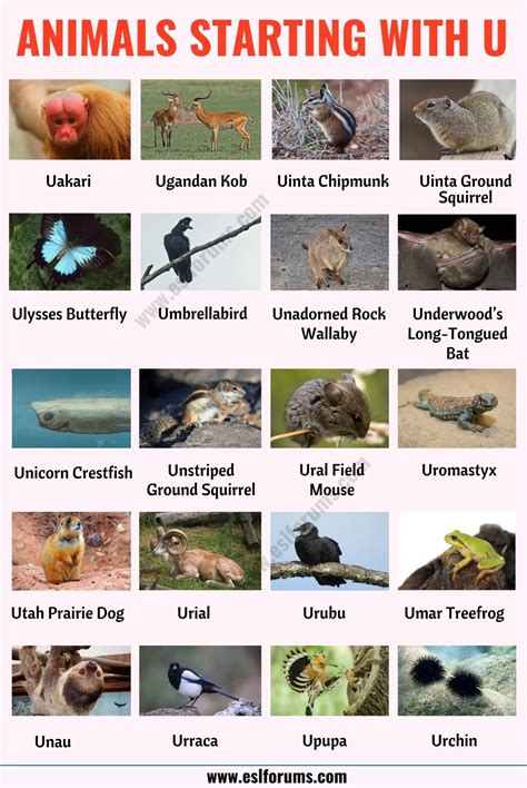 Animals that Start with U: List of 20 Animal Names that Start with U in