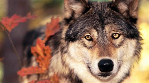 Tons of awesome wolf wallpapers 1920x1080 to download for free. HD Wolf Wallpapers 1080p (71+ images)