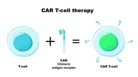 Car T Cell Therapy A Promising Area For Immunotherapy In Hematologic