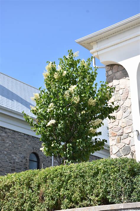 Ivory Pillar Japanese Tree Lilac Syringa Reticulata Willamette In