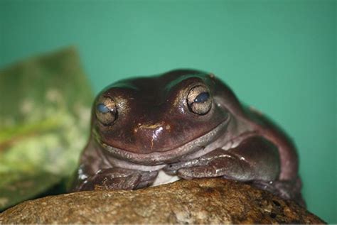 Australian Tree Frogs Kroten