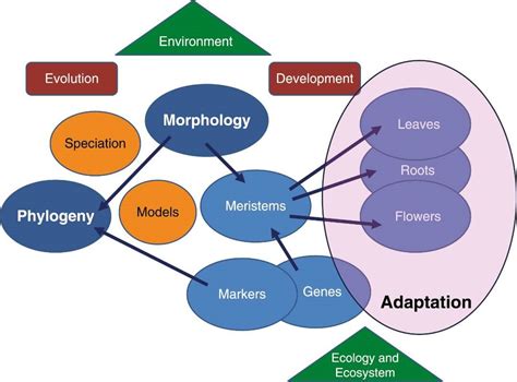 Morphology Phylogeny And Adaptation Botany One