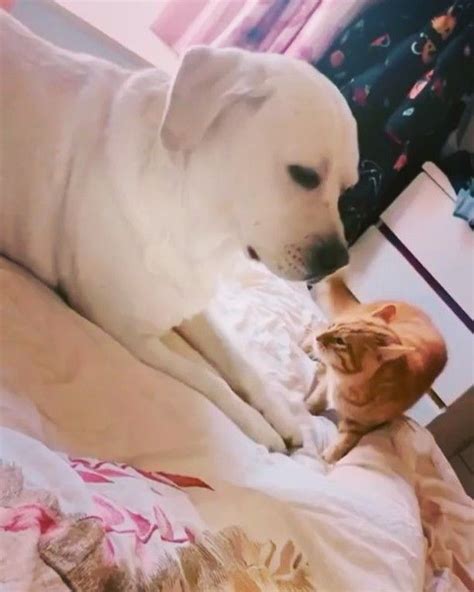 O kadar özür diledi affet artık Labrador retriever Labrador Instagram