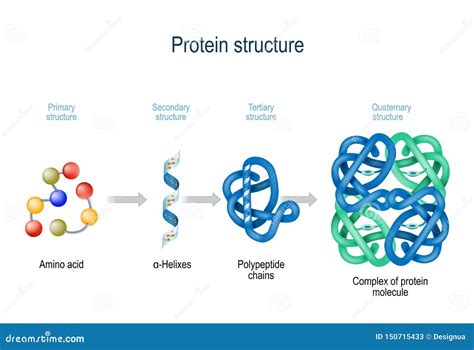 Levels Of Protein Structure From Amino Acids To Complex Of Protein