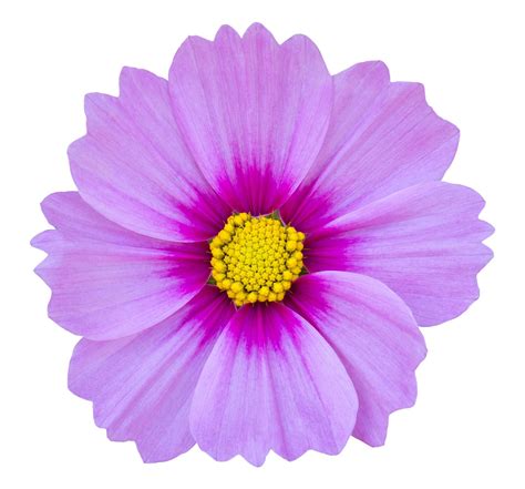 Blue Cosmos Flower Isolated On White With Clipping Path 17725107 Stock