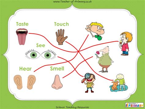 The 5 Senses Ks1 Teaching Resources
