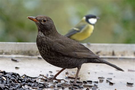 Free Photo Female Blackbird Audacious Bird Black Free Download