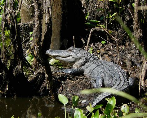 Alligator South Georgia Usa Grand Bay Wildlife Managemen Flickr