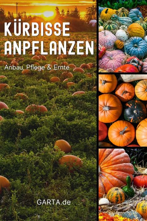 Damit du im sommer von ihrer blütenpracht profitieren kannst, solltest du die meisten sommerblumen, wie die petunie oder den phlox, bereits ab märz mit samen anziehen. Kürbisse anpflanzen: Tipps zu Anbau, Pflege und Ernte in ...