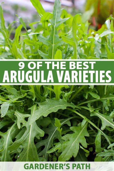 Nothing Tastes Better Than Fresh Homegrown Arugula Did You Know That