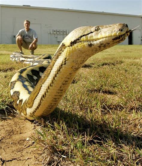 Worlds Longest Snake Dies Largest Snake Pictures Of Reptiles