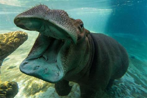 These Awesome Pictures Of Animals Smiling Are Beyond