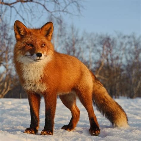 Close View Of Kamchatka Foxes English Russia Page 4 Pet Fox Fox