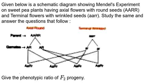 Given Below Is A Schematic Diagram Showing Mendels Experiment On S