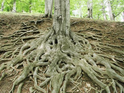 Stock Photography Free Stock Photo High Resolution Roots Forest Landscapes